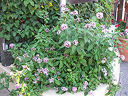 Nova Star Flower (Pentas lanceolata 'Nova') at A Very Successful Garden Center