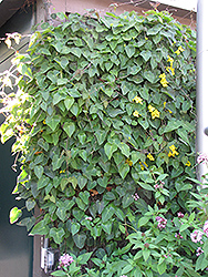 Orchid Vine (Stigmaphyllon ciliatum) at A Very Successful Garden Center