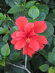 Anderson's Double Red Hibiscus (Hibiscus rosa-sinensis 'Anderson's Double Red') at Lakeshore Garden Centres