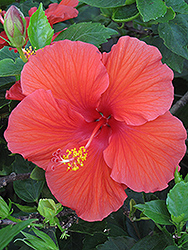 Red Darling Hibiscus (Hibiscus rosa-sinensis 'Red Darling') at A Very Successful Garden Center