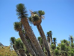 Torrey Yucca (Yucca torreyi) at A Very Successful Garden Center