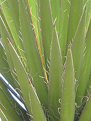 Torrey Yucca (Yucca torreyi) at A Very Successful Garden Center