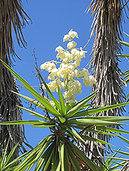 Joshua Tree (Yucca brevifolia) at A Very Successful Garden Center