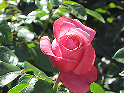 Pink Flamingo Rose (Rosa 'Meikolyma') at A Very Successful Garden Center