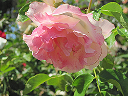 Easter Basket Rose (Rosa 'Meipoten') at Lakeshore Garden Centres