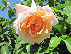 Mother Of Pearl Rose (Rosa 'Meiludere') at A Very Successful Garden Center