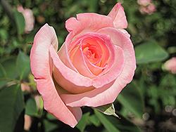 Secret Rose (Rosa 'Hilaroma') at A Very Successful Garden Center