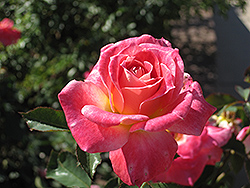 Lovestruck Rose (Rosa 'Jacboupu') at A Very Successful Garden Center