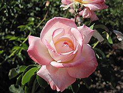 Secret Rose (Rosa 'Hilaroma') at Stonegate Gardens