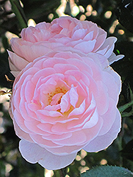 Scepter'd Isle Rose (Rosa 'Scepter'd Isle') at A Very Successful Garden Center