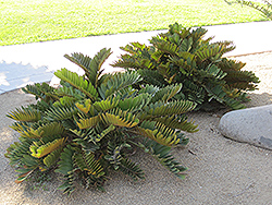 Cardboard Palm (Zamia furfuracea) at A Very Successful Garden Center