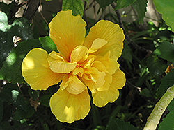 Double Yellow Hibiscus (Hibiscus rosa-sinensis 'Double Yellow') at Lakeshore Garden Centres