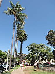 Caribbean Royal Palm (Roystonea oleracea) at Stonegate Gardens