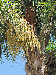 Caribbean Royal Palm (Roystonea oleracea) at A Very Successful Garden Center