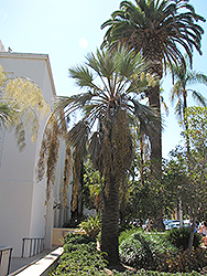 Mexican Blue Palm (Brahea armata) at A Very Successful Garden Center