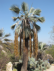 Blue Sonora Hesper Palm (Brahea armata var. clara) at A Very Successful Garden Center