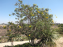 Cascalote (Caesalpinia cacalaco) at A Very Successful Garden Center