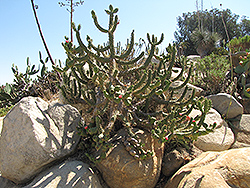Eve's Needle Cactus (Austrocylindropuntia subulata) at A Very Successful Garden Center