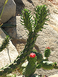 Eve's Needle Cactus (Austrocylindropuntia subulata) at A Very Successful Garden Center