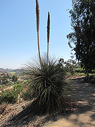 Mexican Grass Tree (Dasylirion quadrangulatum) at A Very Successful Garden Center