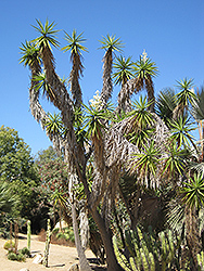 Joshua Tree (Yucca brevifolia) at Lakeshore Garden Centres
