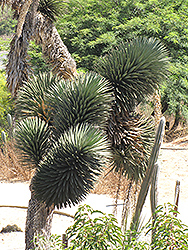 Tree Yucca (Yucca filifera) at Stonegate Gardens