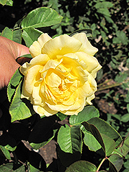 Honey Bouquet Rose (Rosa 'Honey Bouquet') at A Very Successful Garden Center