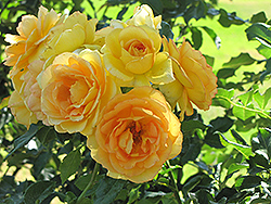 Eureka Rose (Rosa 'Eureka') at A Very Successful Garden Center