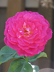 Othello Rose (Rosa 'AUSlo') at A Very Successful Garden Center