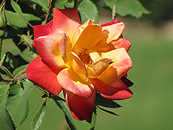 Joseph's Coat Rose (Rosa 'Joseph's Coat') at Stonegate Gardens