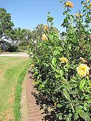 Celebrity Rose (Rosa 'Celebrity') at A Very Successful Garden Center