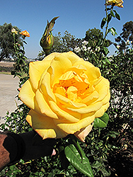 Celebrity Rose (Rosa 'Celebrity') at Stonegate Gardens