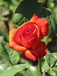 Bing Crosby Rose (Rosa 'Bing Crosby') at Lakeshore Garden Centres