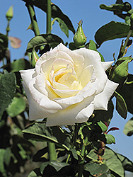Honor Rose (Rosa 'Honor') at A Very Successful Garden Center