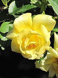 Sun Flare Rose (Rosa 'JACjem') at A Very Successful Garden Center