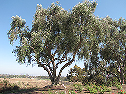 Common Olive (Olea europaea) at Lakeshore Garden Centres