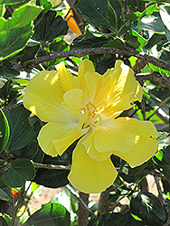 Yellow Moon Hibiscus (Hibiscus rosa-sinensis 'Yellow Moon') at A Very Successful Garden Center
