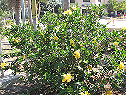 Yellow Moon Hibiscus (Hibiscus rosa-sinensis 'Yellow Moon') at A Very Successful Garden Center