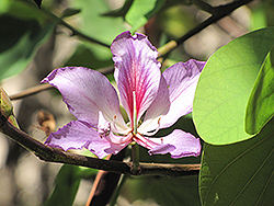 Orchid Tree (Bauhinia purpurea) at Stonegate Gardens