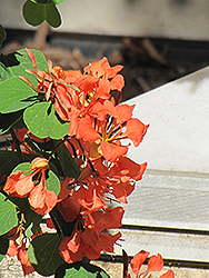 Red Bauhinia (Bauhinia galpinii) at A Very Successful Garden Center