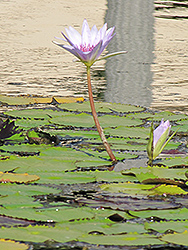 Blue Capensis Tropical Water Lily (Nymphaea 'Blue Capensis') at Lakeshore Garden Centres