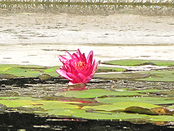 Luciana Hardy Water Lily (Nymphaea 'Luciana') at Lakeshore Garden Centres