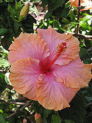 Ross Estey Hibiscus (Hibiscus rosa-sinensis 'Ross Estey') at Lakeshore Garden Centres