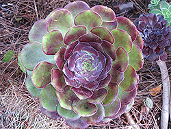 Velour Aeonium (Aeonium 'Velour') at A Very Successful Garden Center