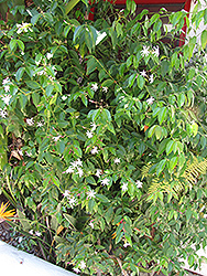 Angel Wing Jasmine (Jasminum nitidum) at Stonegate Gardens