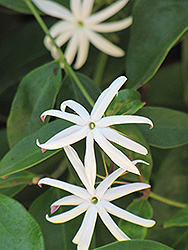 Angel Wing Jasmine (Jasminum nitidum) at A Very Successful Garden Center