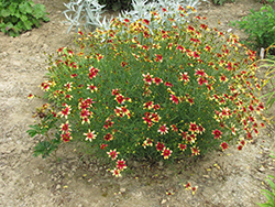 Route 66 Tickseed (Coreopsis verticillata 'Route 66') at The Mustard Seed