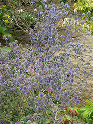 Sapphire Blue Sea Holly (Eryngium 'Sapphire Blue') at A Very Successful Garden Center