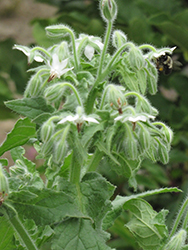 White Borage (Borago officinalis 'Alba') at A Very Successful Garden Center