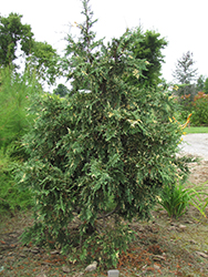 Variegated Nootka Cypress (Chamaecyparis nootkatensis 'Variegata') at Stonegate Gardens